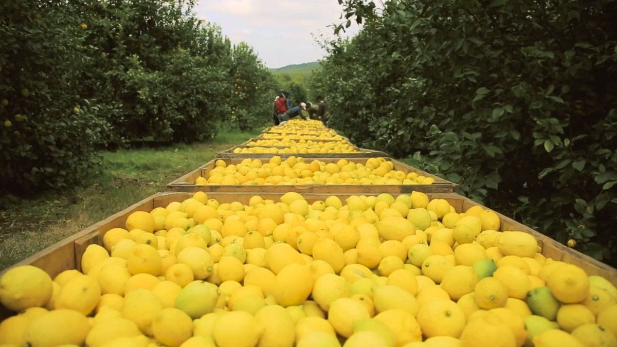 el-limon,-en-crisis:-por-caida-de-precios-y-menor-demanda,-este-ano-se-exportaria-la-mitad-que-en-2023