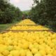 el-limon,-en-crisis:-por-caida-de-precios-y-menor-demanda,-este-ano-se-exportaria-la-mitad-que-en-2023